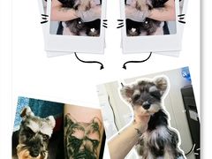 -翊宠yipet猫狗购宠庄园犬舍•猫舍