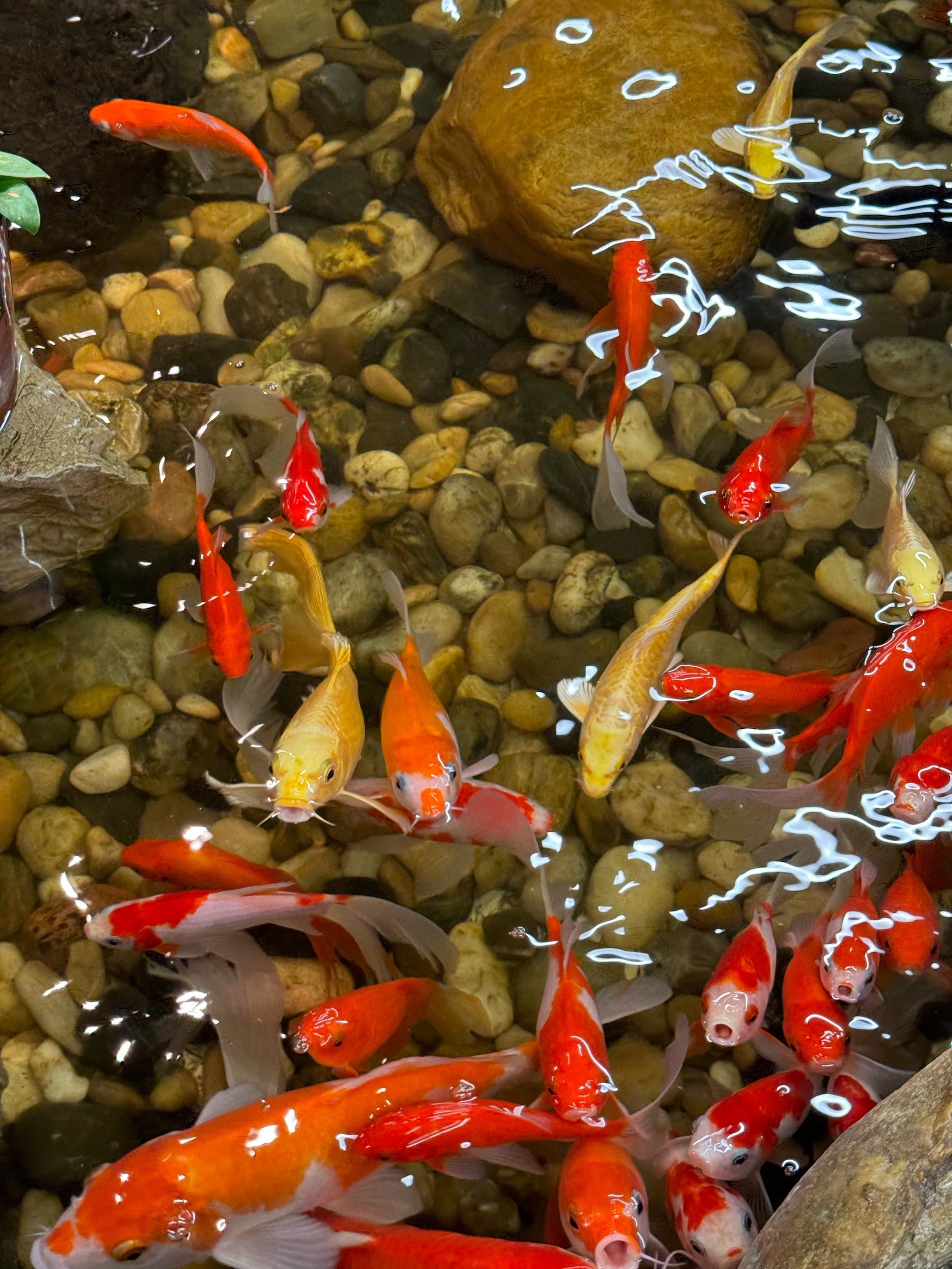 锦鲤锦鲤,见者发财!