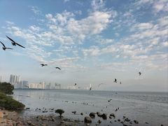 -深圳湾公园(南山区)