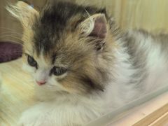-momokira米努特·德文卷毛猫·棉花面纱犬
