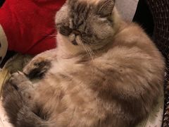 -猫色咖啡·猫咖