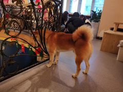 -喜柴咖啡·柴犬狗咖