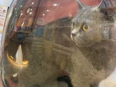 -宠颐生宠物医院·心肾内科·猫专科诊疗中心宠巢店