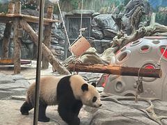 -武汉动物园