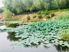 -莫子山公园