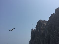 -长岛万鸟岛