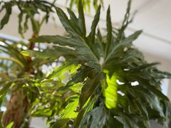 -小意思咖啡店(草桥店)