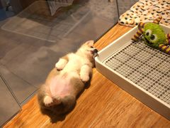 -狗道宠物(常熟印象城店)