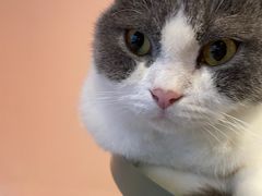 -猫儿山۰猫主题餐厅
