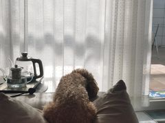 -宠福鑫康馨动物医院·骨科·眼科