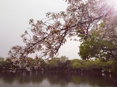 -西湖外事游船(花港观鱼码头)