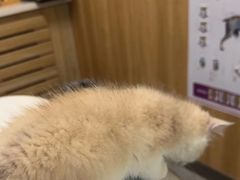 -瑞派宠物医院·24h·骨外科·皮肤科·全科宠物医疗转诊中心(沈阳浑南院)