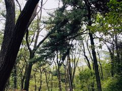 -鲁山国家森林公园