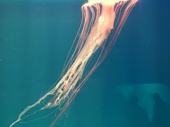 -福州罗源湾海洋世界旅游区