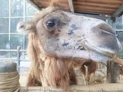 -三亚千古情景区游客中心-接待中心