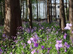 -上海共青森林公园