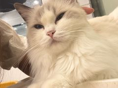 -有喵·猫咖·狗咖·40+猫狗有小奶狗(岗厦店)