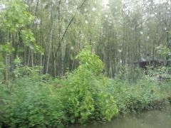 android_upload_pic-同里国家湿地公园