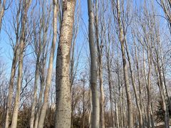 -大兴滨河森林公园