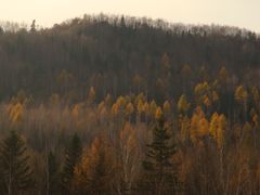 -五营红松林海景区