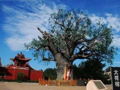 -大槐树寻根祭祖园