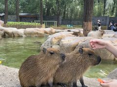 -北京野生动物园