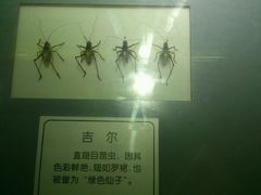 android_upload_pic-上海昆虫博物馆