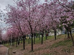 -广东花都湖国家湿地公园