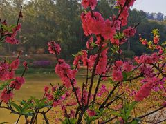 -南国桃园旅游度假区