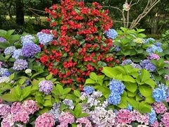 -上海共青森林公园