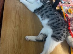 -国宝熊猫酒店(春熙路天府广场店)