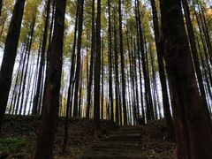 -山王坪喀斯特国家生态公园