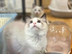 -秀猫阁·猫咪花园(万达店)