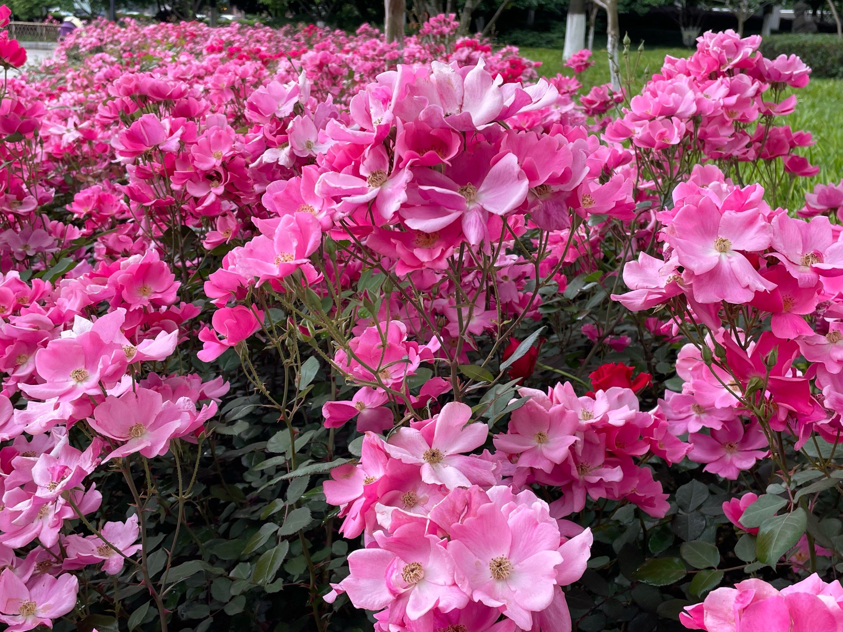 盛开花朵的美景