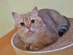 -Meowの猫咖(万家丽店)