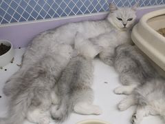 -喵的天空名猫咖啡馆·撸猫·猫舍·用品