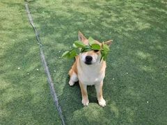 -宠物寄养训练学校