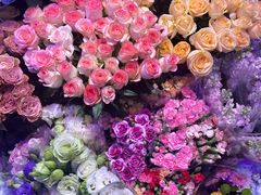 -大自然花鸟鱼虫市场