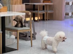 -喵园·猫主题咖啡厅·撸猫·猫咖(国贸店)