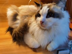 -喵百万·布偶·蓝金金渐层英短·猫舍(百子湾店)