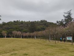 -野狸岛
