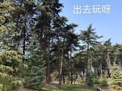 -上海共青森林公园