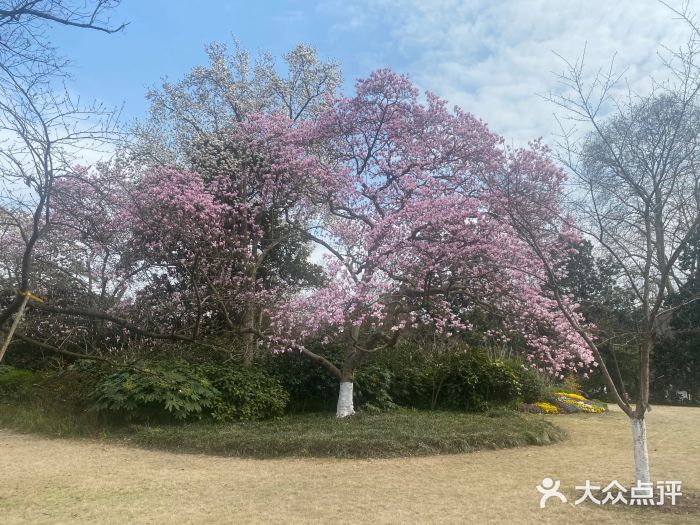 西湖外事游船(花港观鱼码头)图片