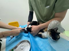 -达爱动物医院·犬猫分区·CT·复杂眼科(远洋山水分院)