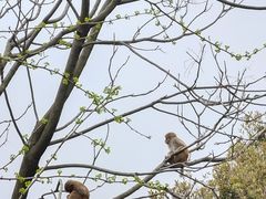 -苏州上方山国家森林公园