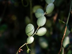 -南山植物园