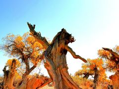 景点-木垒胡杨林