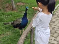 -西霞口神雕山野生动物世界