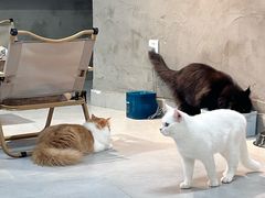 -Heymao猫咖.咖啡厅(东门店)