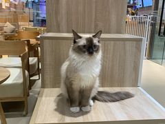 -藏猫猫咖啡主题馆(中央大道店)